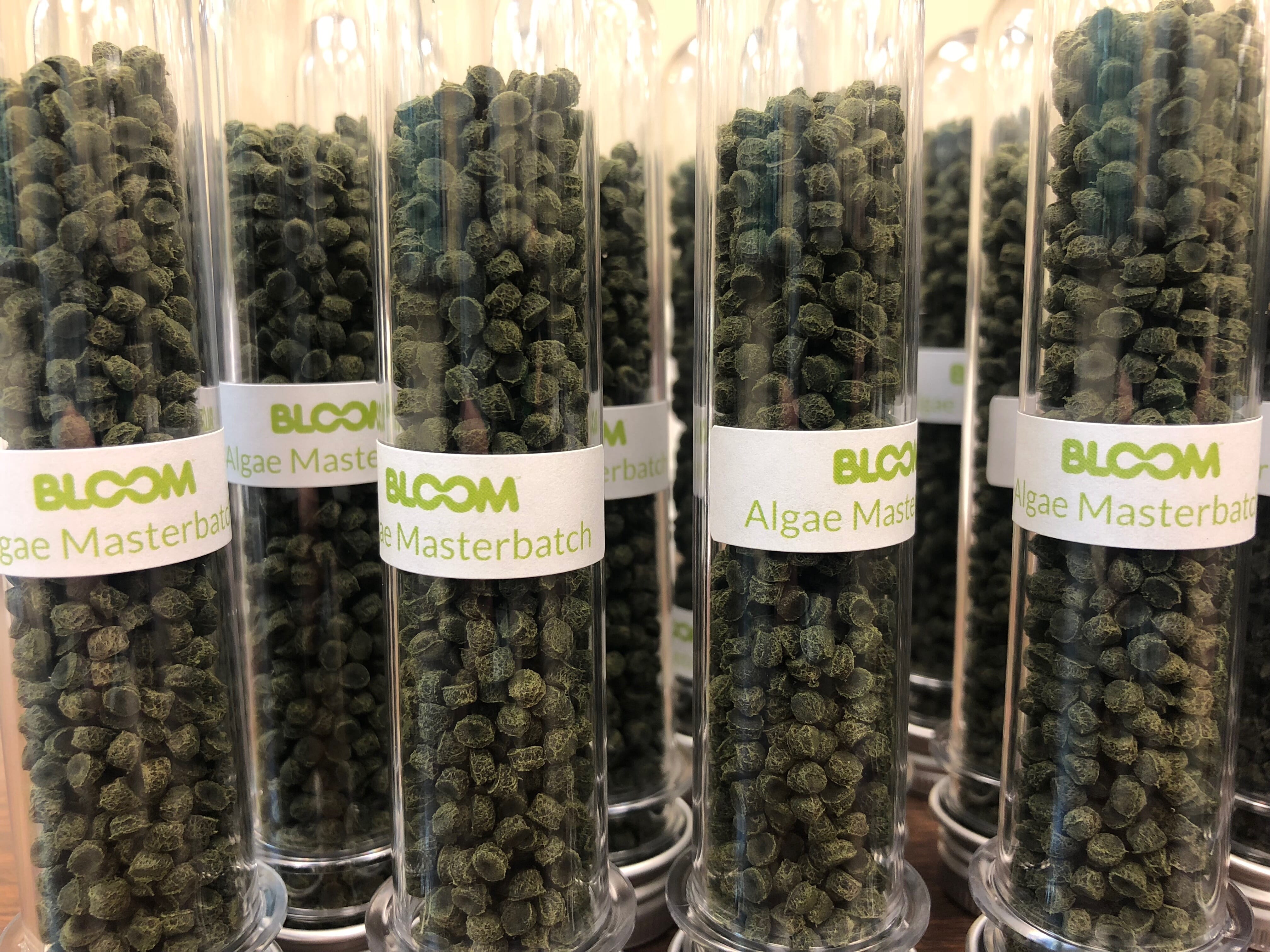 Bloom Algae